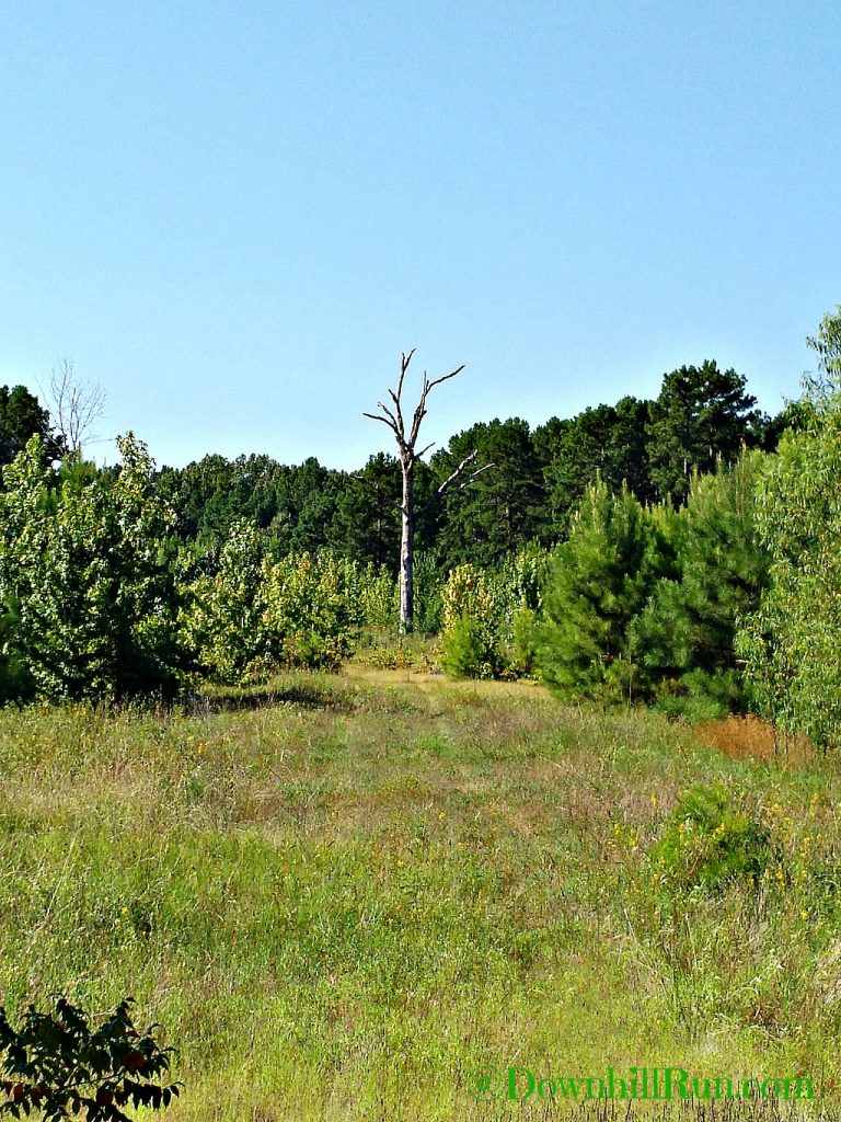 Summertime Fun - A Nature Walk - SimpleStepsForLivingLife